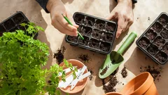 Mitä kylvää tammikuussa: puutarhurit nimesivät viisi parasta vihannesta