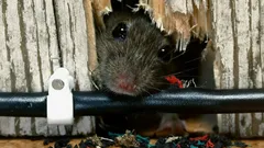 Hiiret eivät palaa kotiin: Yksinkertaiset keinot, jotka poistavat ongelman lopullisesti