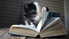 Miksi kissa istuu omistajansa käyttämien tavaroiden päälle: asiantuntijat nimeävät neljä syytä