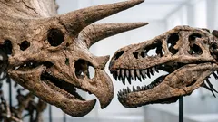 Taistelevat dinosaurukset -fossiili voi paljastaa, ettei “pieni T. rex” ollutkaan poikanen