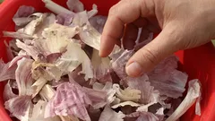 Miksi kokeneet puutarhurit keräävät valkosipulinkuoria talvella: keväällä niistä tulee kultaa