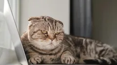 Miten pyytää kissalta anteeksi oikein: eläintieteilijän hyväksymät vinkit