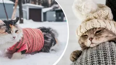 Kun kissat alkavat palella: Asiantuntijat kertoivat lemmikille sopivan lämpötilan