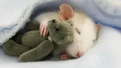 Mitä rotat näkevät unissaan: Tutkijat paljastivat yllättäviä faktoja eläinten elämästä