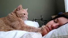 Miksi kissa herättää omistajansa aamuisin: asiantuntijat selittävät käytöksen syyt