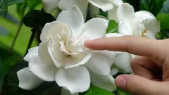 Paras huonekasvi kotiin: sen ylellinen tuoksu täyttää koko huoneen