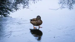 Miten linnut pystyvät seisomaan pitkään jäällä: tässä on niiden ovela temppu