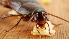 Lutikat ja torakat katoavat kodista: kokenut asiantuntija paljastaa yksinkertaisen niksin