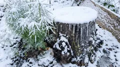 Millä ripotella kantoa, jotta se lahoaisi: tästä naapurit eivät kerro