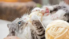 Kissojen salainen elämä: Mitä ne oikeasti tekevät, kun jäävät yksin kotiin