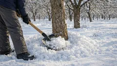 Miten suojata puutarhan puita talvipakkasilta: helppo ja edullinen tapa