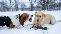 Mitä tehdä, jos koira haukkuu jatkuvasti muille koirille: kouluttajan tehokkaat neuvot