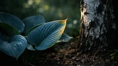 Kuunliljan hoito: näin saat varjopenkkiin rehevän ja siistin lehdistön